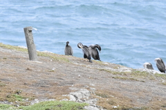 Phalacrocorax punctatus