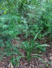 Dianella adenanthera