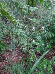 Dianella adenanthera