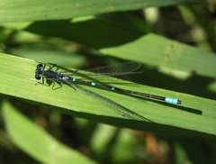 Coenagrion pulchellum