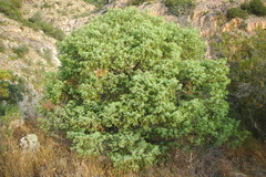 Juniperus oxycedrus