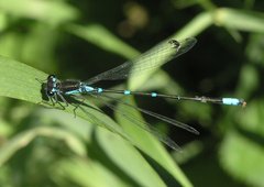 Coenagrion pulchellum