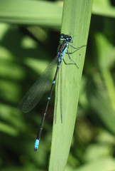 Coenagrion pulchellum