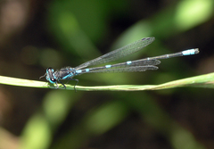 Coenagrion pulchellum