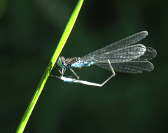 Coenagrion pulchellum
