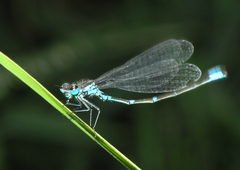 Coenagrion pulchellum