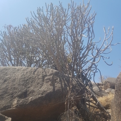 Euphorbia desmondii