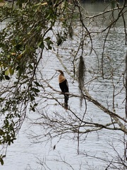 Anhinga