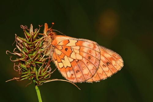 Relict Fritillary