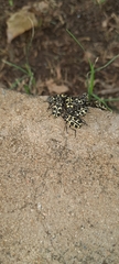 Astylus atromaculatus