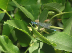 Coenagrion pulchellum