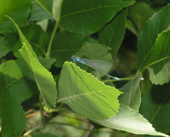 Coenagrion pulchellum