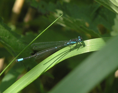 Coenagrion pulchellum