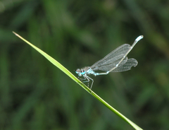 Coenagrion pulchellum