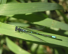 Coenagrion pulchellum