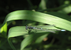 Coenagrion pulchellum