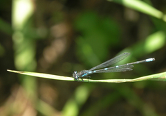 Coenagrion pulchellum
