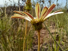 Gerbera linnaei
