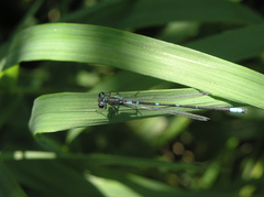 Coenagrion pulchellum