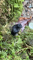 Xylaria polymorpha