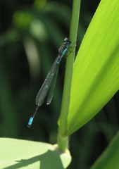 Coenagrion pulchellum