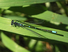Coenagrion pulchellum