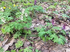 Corydalis cava