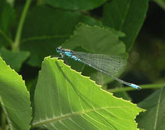 Coenagrion pulchellum