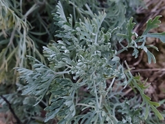 Artemisia arborescens