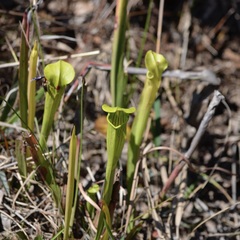 Sarracenia alata
