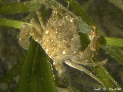 Liocarcinus navigator