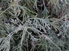 Artemisia arborescens