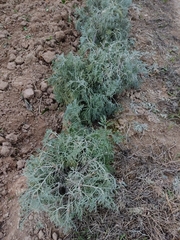 Artemisia arborescens