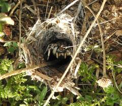 Araneae