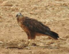 Buteo rufinus