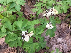 Corydalis cava