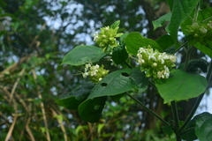Clerodendrum canescens