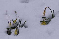 Narcissus moschatus