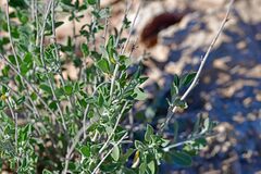Anthyllis cytisoides