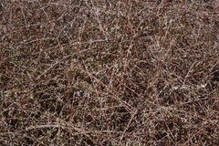 Olearia bullata