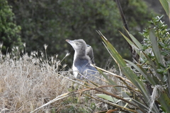 Megadyptes antipodes