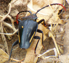 Calocomus desmarestii