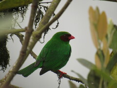 Chlorornis riefferii