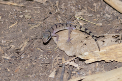Cyrtodactylus saiyok