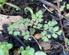 Chaerophyllum tainturieri