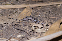 Cyrtodactylus saiyok