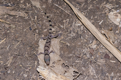 Cyrtodactylus saiyok