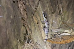 Cyrtodactylus saiyok