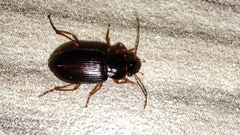 Harpalini