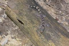 Cyrtodactylus saiyok